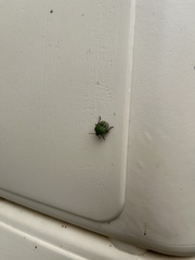 Nezara viridula