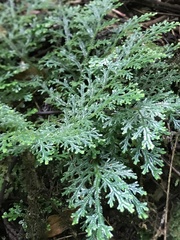 Selaginella lewalleana