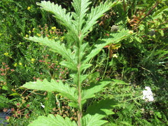 Potentilla longifolia