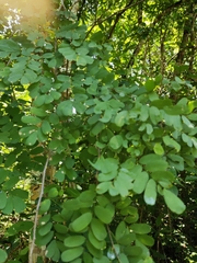 Diphysa carthagenensis