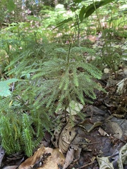Dendrolycopodium