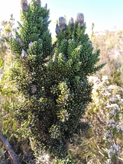 Phaenocoma prolifera