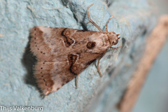 Zebeeba falsalis