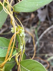 Cuscuta gronovii