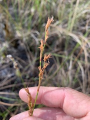 Schoenus brevifolius