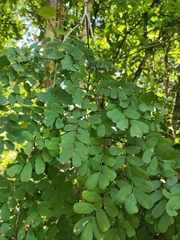 Diphysa carthagenensis