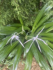 Hymenocallis occidentalis