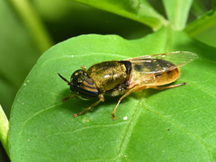 Odontomyia