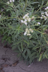 Florestina liebmannii