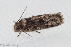 Morophaga morellus