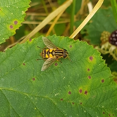 Helophilus pendulus