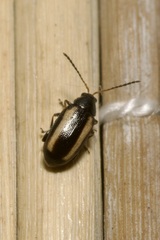 Phyllotreta