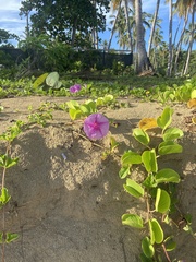 Ipomoea pes-caprae