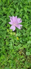 Malva