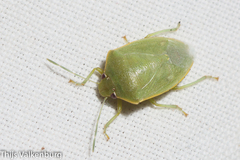 Acrosternum millierei