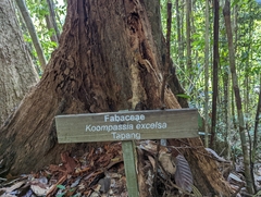 Koompassia excelsa