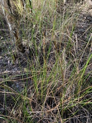 Schoenus brevifolius