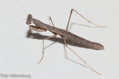 Geomantis larvoides