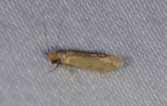 Tinea apicimaculella