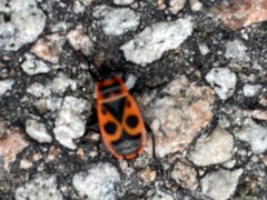 Pyrrhocoris apterus