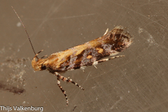 Aristotelia decoratella