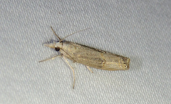 Parapediasia teterrellus