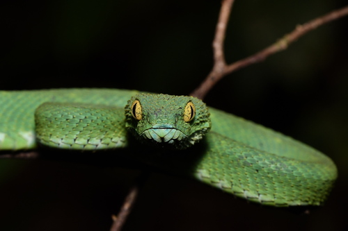 Green Bush Viper