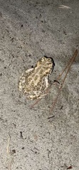 Bufotes viridis balearicus