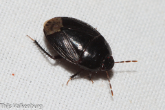 Macroscytus brunneus