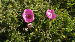 Modiolastrum gilliesii