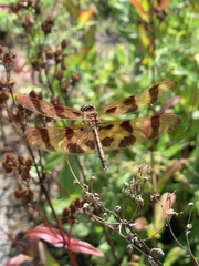 Celithemis eponina