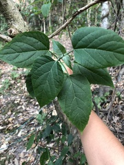 Clerodendrum canescens