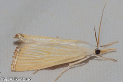 Xanthocrambus delicatellus