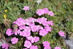 Dianthus alpinus