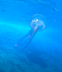 Pelagia noctiluca