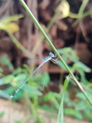 Lestes elatus