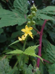 Agrimonia procera