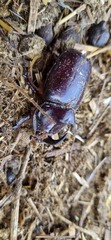 Oryctes nasicornis