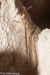 Macronemurus appendiculatus