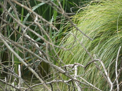 Anax imperator