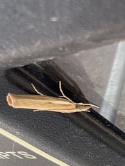 Agriphila tristella