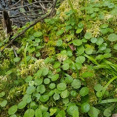 Hydrocotyle vulgaris