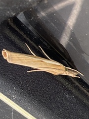 Agriphila tristella