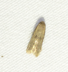 Pigritia