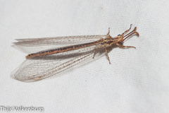 Macronemurus appendiculatus
