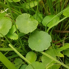 Hydrocotyle vulgaris