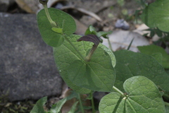 Aristolochia rotunda