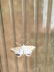 Cataclysta lemnata