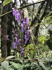 Coleus