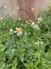 Bidens alba